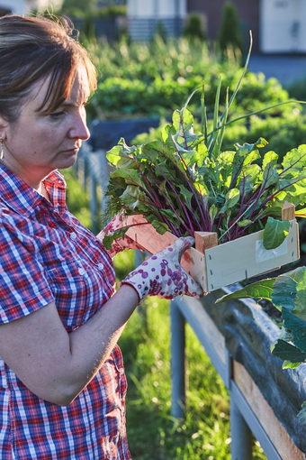 女人工作首页花园的后院挑选的蔬菜和把木盒子坦诚的人真正的时刻真实的的情况下