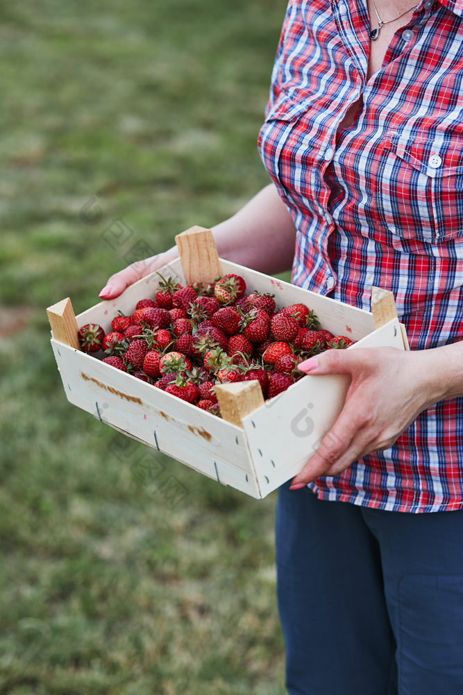 女人持有容器填满与新鲜的草莓选首页水果花园坦诚的人真正的时刻真实的的情况下
