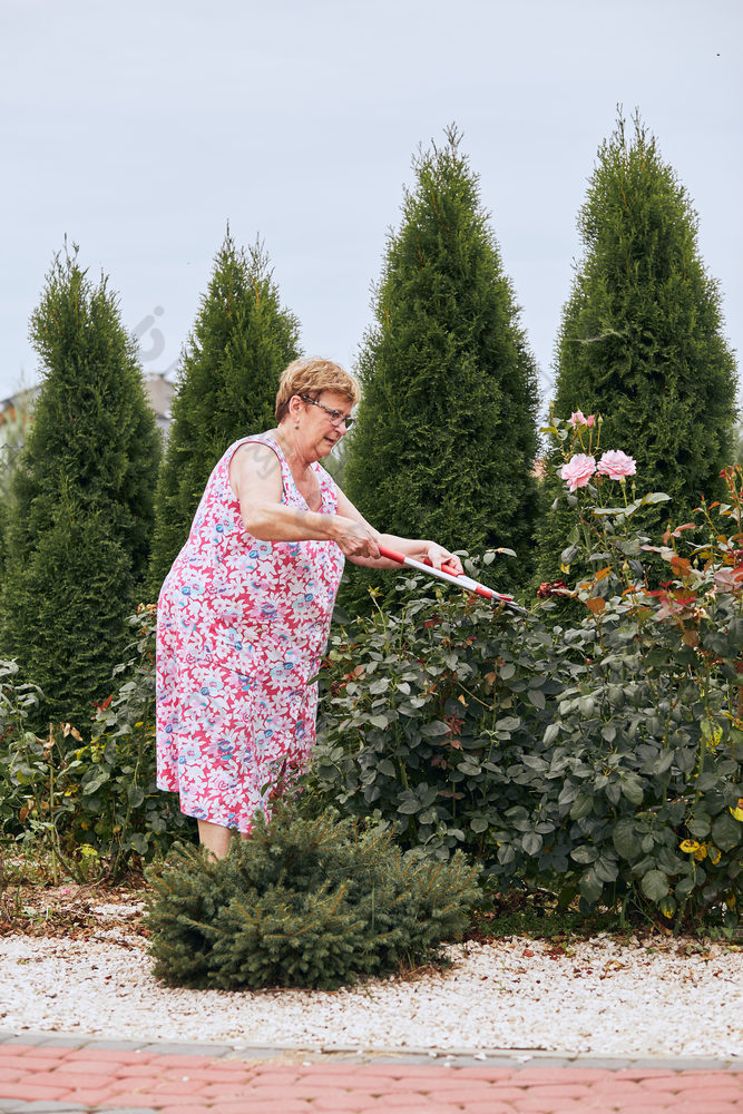 成熟的女人工作首页花园修剪的玫瑰花布什坦诚的人真正的时刻真实的的情况下