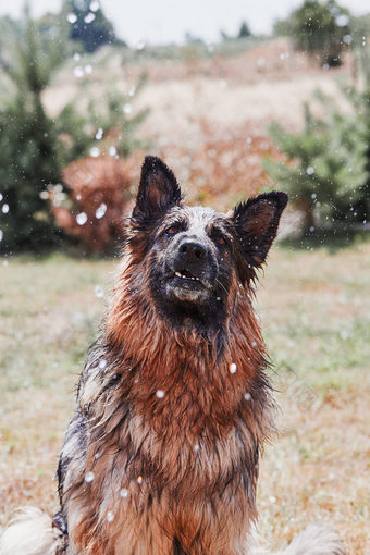 渴了狗享受喷水狗令人心寒的自己玩与水而热夏天一天花园真正的时刻真实的的情况下