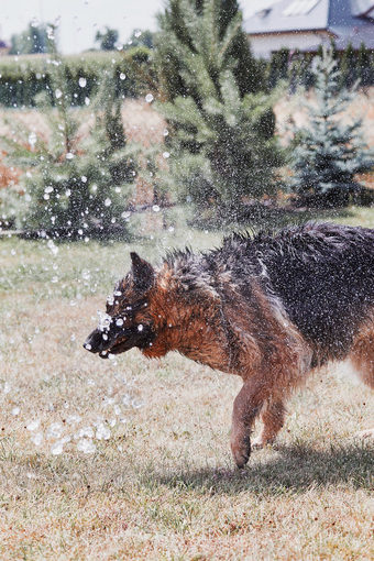 渴了狗喝喷水狗令人心寒的自己玩与水而热夏天一天花园真正的时刻真实的的情况下