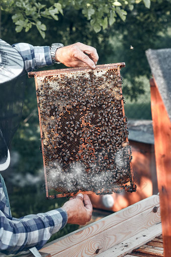 养蜂人工作养蜂场画出的蜂窝从的蜂巢与蜜蜂和蜂蜜梳子真正的人真实的的情况下