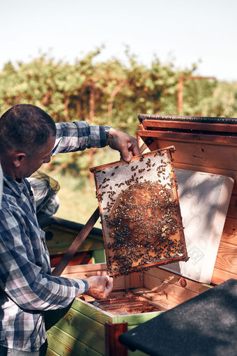 养蜂人工作养蜂场画出的蜂窝从的蜂巢与蜜蜂和蜂蜜梳子真正的人真实的的情况下