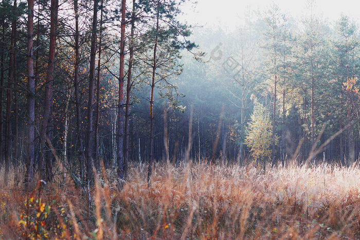森林秋天季节色彩斑斓的树叶树基斯早....阳光自然自然森林景观秋天温暖的阳光一天