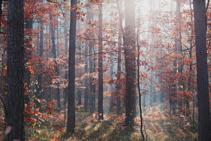 森林秋天季节色彩斑斓的树叶树基斯早....阳光自然自然森林景观秋天温暖的阳光一天
