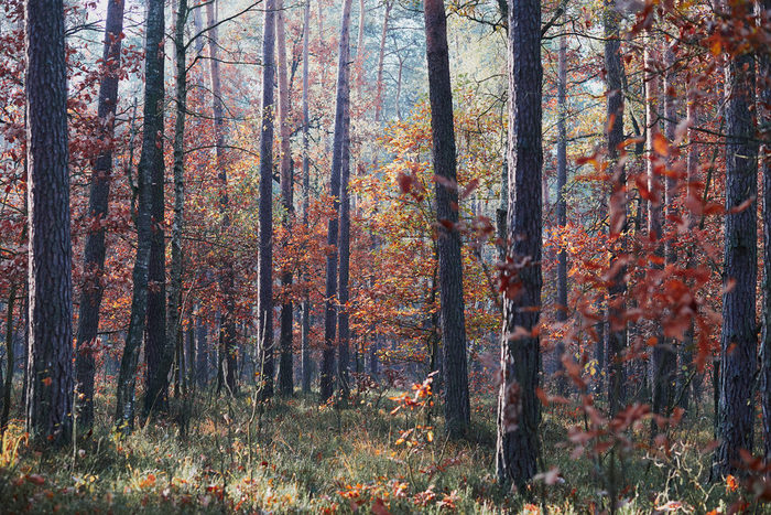 森林秋天季节色彩斑斓的树叶树基斯早阳光自