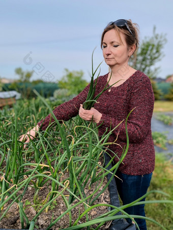 女人挑选的蔬菜工作首页花园的后院坦诚的人真正的时刻真实的的情况下