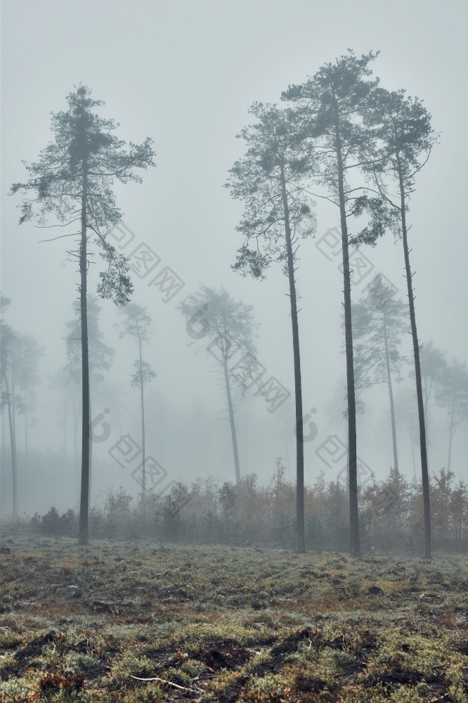 高树重雾自然景观视图多雾的森林秋天季节自然场景背景高树重雾自然景观视图多雾的森林秋天季节