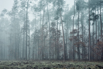 森林淹没了与重雾自然景观视图多雾的森林秋天季节自然场景背景森林重雾自然景观视图多雾的森林秋天季节