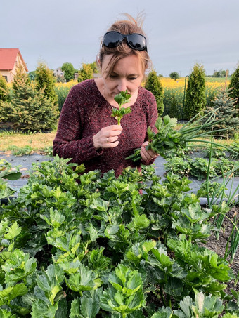 女人挑选的蔬菜工作首页花园的后院坦诚的人真正的时刻真实的的情况下