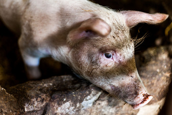 pigglets的精品与稻草的地面食物生产概念图像与猪的农场泥泞的猪的村pigglets的精品与稻草的地面食物生产概念图像与猪的农场泥泞的猪的村