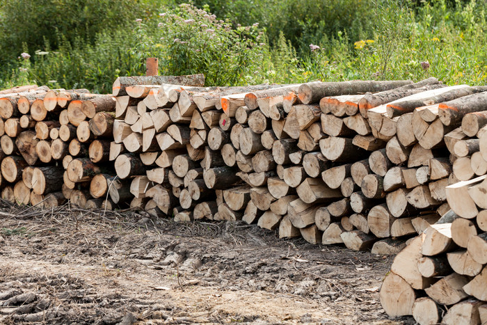 堆栈生木木材的草的森林行业概念与贮木场和木桩木材准备为的火木的冬天堆栈生木木材的草的森林行业概念与贮木场和木桩木材准备为的火木的冬天