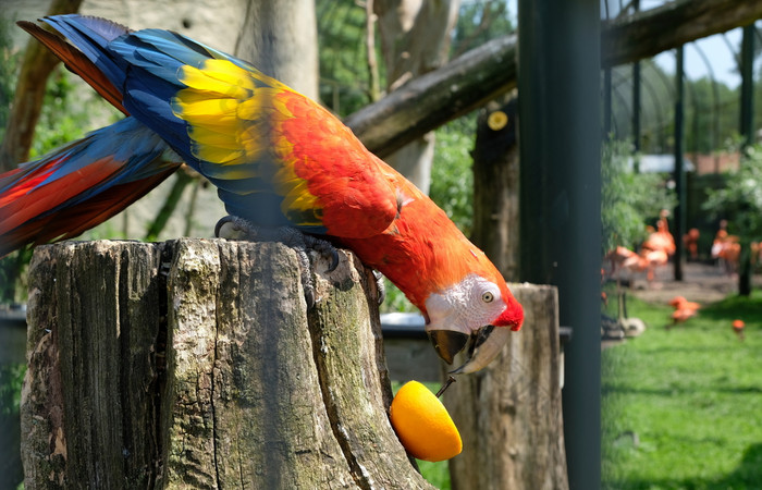 充满活力的鹦鹉吃橙色阿姆斯特丹动物园艺术家充满活力的鹦鹉吃橙色的动物园