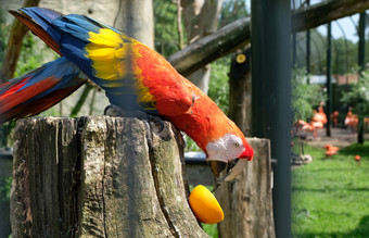 充满<strong>活力</strong>的鹦鹉吃橙色阿姆斯特丹动物园艺术家充满<strong>活力</strong>的鹦鹉吃橙色的动物园