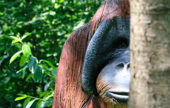 <strong>木人</strong>Urang的猴子肖像阳光明媚的一天阿姆斯特丹动物园荷兰<strong>木人</strong>Urang的猴子肖像阳光明媚的一天