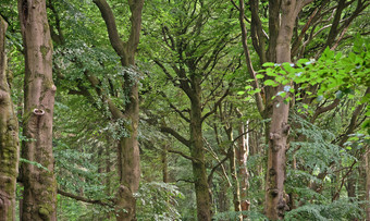夏天森林树自然绿色木阳光背景荷兰夏天夏天森林树自然绿色木阳光背景
