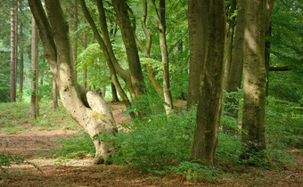 夏天森林树自然绿色木阳光背景荷兰夏天夏天森林树自然绿色木阳光背景