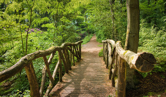 小桥明亮的绿色森林自然作文荷兰森林小桥明亮的绿色森林自然作文