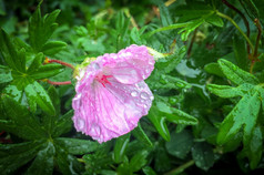 湿粉红色的花和绿色叶子的雨