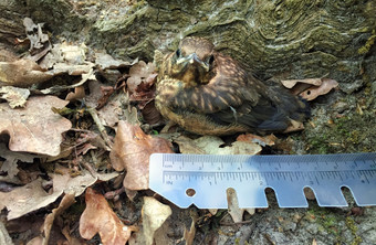 测量小鸟的森林