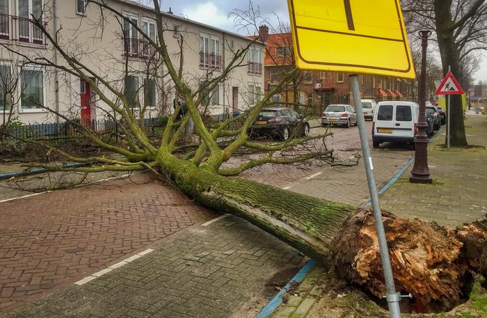 下降树在风暴阿姆斯特丹的荷兰下降树在风暴