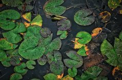 绿色睡莲池塘与黑暗黑色的水