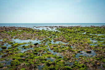 岩石和莫斯的海底低潮的尤拉西克海岸南英格兰查茅斯海滩曼联王国岩石和莫斯的海底低潮的尤拉西克海岸南英格兰查茅斯海滩