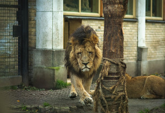的狮子和母狮是玩滚动周围的草的荷兰的狮子和母狮是玩滚动周围的草
