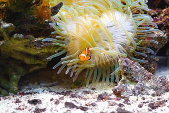 小丑anemonefish安菲普<strong>瑞恩</strong>珀库拉游泳在的触角它的海葵首页布利多普鹿特丹荷兰小丑anemonefish安菲普<strong>瑞恩</strong>珀库拉游泳在的触角它的海葵首页