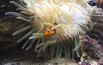 小丑anemonefish安菲普瑞恩珀库拉游泳在的触角它的海葵首页布利多普鹿特丹荷兰小丑anemonefish安菲普瑞恩珀库拉游泳在的触角它的海葵首页