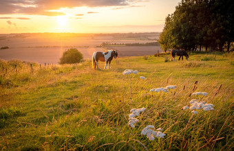 马放牧农村景观下温暖的阳光与蓝色的黄色的和橙色颜色放牧草树和伸出的视图阿夫斯伯里英格兰马放牧农村景观下温暖的阳光与蓝色的黄色的和橙色颜色放牧草树和伸出的视图