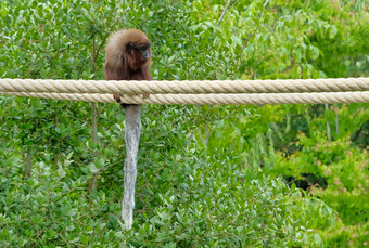 红色的titi猴子攀爬分支自然栖息地数目的荷兰红色的titi猴子攀爬分支自然栖息地