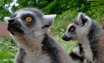 环跟踪狐猴的国家公园的岛马达加斯加两个年轻的狐猴奇怪的是来了看到什么发生数目荷兰环跟踪狐猴的国家公园的岛马达加斯加两个年轻的狐猴奇怪的是来了看到什么发生