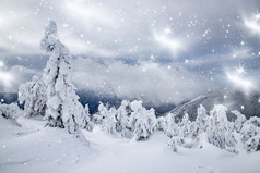 魔法冬天景观与雪冷杉树