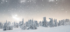 令人惊异的冬天景观与雪冷杉树