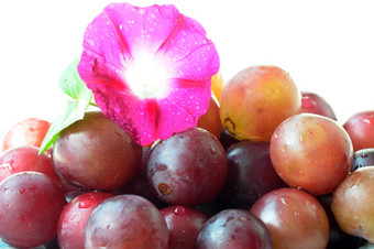 成熟的紫色的葡萄与早....荣耀白色背景