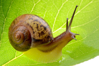 小棕色（的）蜗牛绿色叶