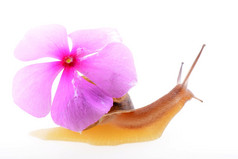 蜗牛与紫色的花白色背景