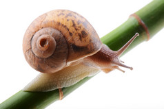 小棕色（的）蜗牛绿色竹子阀杆