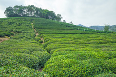 茶种植园中国树
