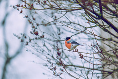 红色的鸟木冬天拉脱维亚旅行照片