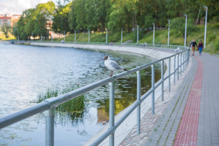 城市里加拉脱维亚共和国海鸥坐在铁栏杆包围水和散步朱尼