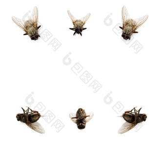 集合苍蝇孤立的白色背景与复制空间完美的图片为广告昆虫<strong>驱虫剂</strong>