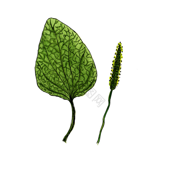 野生花插图车前草医疗向量效果野生花插图车