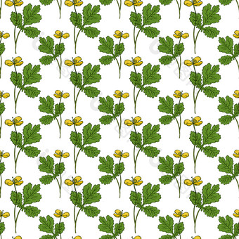 植物草本植物无缝的模式自然打印为纺织设计自然模式与白屈菜黄色的花植物草本植物无缝的模式自然打印为纺织设计自然模式与白屈菜黄色的花