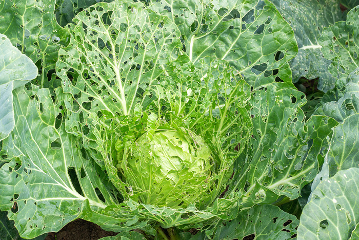 卷心菜损坏的昆虫害虫特写镜头头和叶子卷心菜洞吃幼虫蝴蝶和毛毛虫后果的入侵蝴蝶皮耶里斯 （消歧义）芸苔属卷心菜损坏的昆虫害虫特写镜头头和叶子卷心菜洞吃幼虫蝴蝶和毛毛虫后果的入侵蝴蝶皮耶里斯 （消歧义）芸