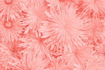 粉红色的自然花背景头花健美的模板为你的设计自顶向下作文粉红色的自然花背景头花健美的模板为你的设计自顶向下作文