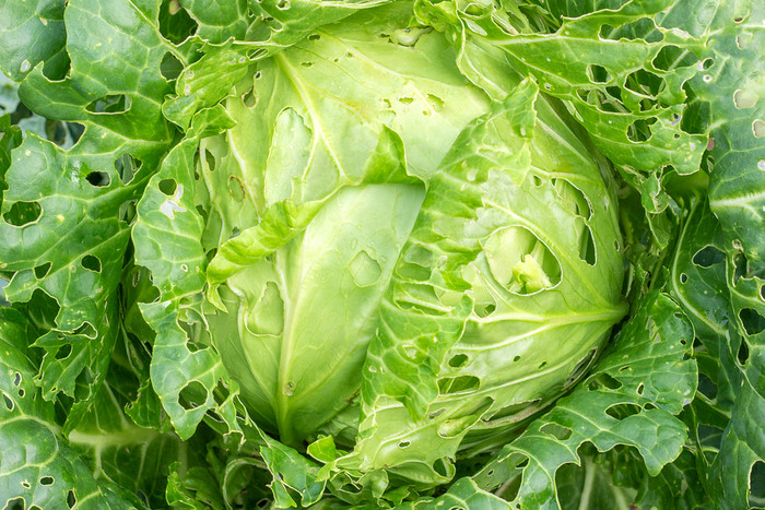 卷心菜损坏昆虫害虫特写镜头头和叶子卷心菜洞吃幼虫蝴蝶和毛毛虫后果入侵蝴蝶皮耶里斯 消歧义 芸苔 属卷心菜损坏昆虫害虫特写镜头头和叶子卷心菜洞吃幼虫蝴蝶和毛毛虫后果入侵蝴蝶皮耶里斯