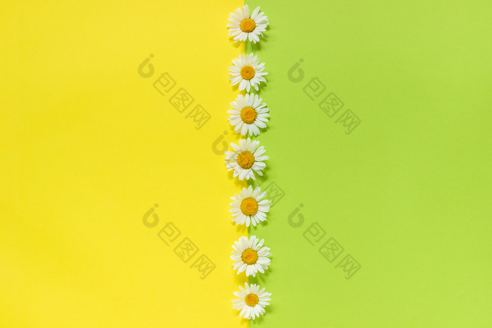 垂直行Chamomiles雏菊花黄色的和绿色颜色纸背景最小的风格复制空间模板为刻字文本你的设计有创意的平躺前视图垂直行Chamomiles雏菊花黄色的和绿色颜色纸背景最小的风格复制空间模板为刻字文本你