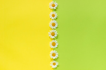 垂直行Chamomiles雏菊花黄色的和绿色颜色纸背景最小的风格复制空间模板为刻字文本你的设计有创意的平躺前视图垂直行Chamomiles雏菊花黄色的和绿色颜色纸背景最小的风格复制空间模板为刻字文本你